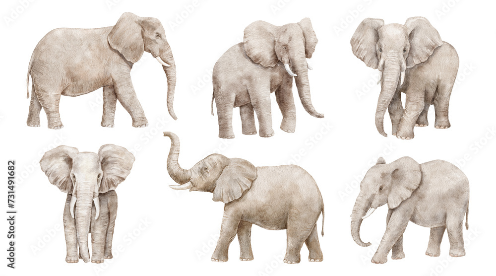 Watercolor realistic elephant with trunk up. Hand drawn illustration set isolated on white background. - obrazy, fototapety, plakaty 