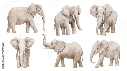 Watercolor realistic elephant with trunk up. Hand drawn illustration set isolated on white background.