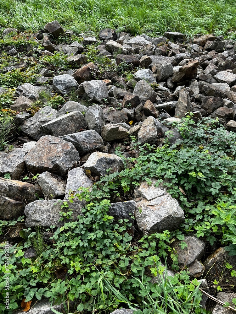 The Shore of the River Danube covered in Rocks