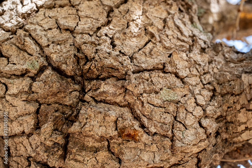 Tree trunk detail in open field.