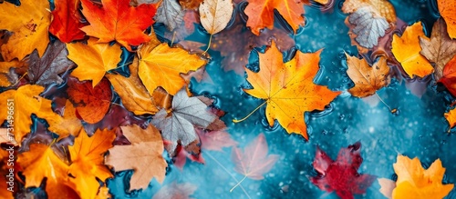A creative arts piece featuring symmetrical electric blue plant petals resembling an orange flower, surrounded by colorful autumn leaves on a blue surface.