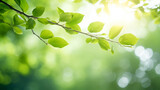 A Natural green leaf background, Spring background green leaves of a tree branch on a blurred light background , copy space representing natural plants and ecology, AI generated