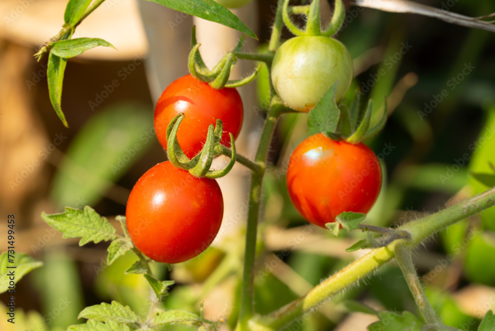 Small tomato fruit The bright red berries ripen on the tree and are ready to be picked and eaten and used in cooking.