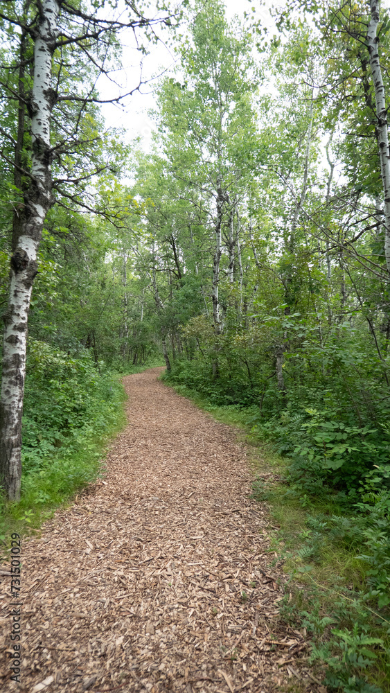 Fototapeta premium path in the forest