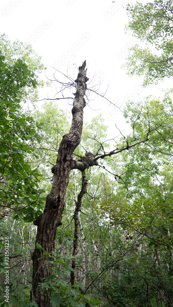 Fototapeta premium tree in the woods