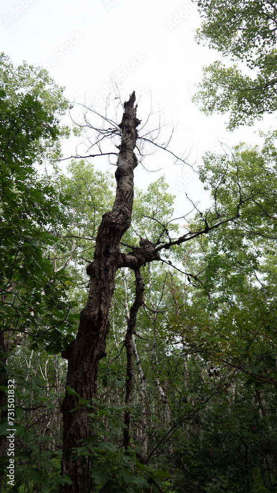 Fototapeta premium tree in the woods