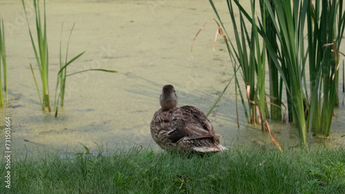 duck on the grass