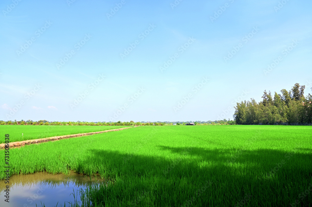 View Scene Beautiful Landscape of Rice field wide angle with white clouds and blue sky natural background at Thailand. View Scene Beautiful Landscape of Rice field wide angle with white clouds and blue sky natural background at Thailand.