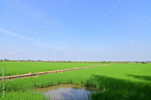 View Scene Beautiful Landscape of Rice field wide angle with white clouds and blue sky natural background at Thailand.