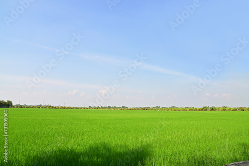 View Scene Beautiful Landscape of Rice field wide angle with white clouds and blue sky natural background at Thailand.