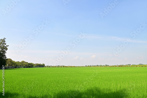 View Scene Beautiful Landscape of Rice field wide angle with white clouds and blue sky natural background at Thailand.