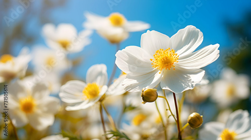 Spring wallpaper. Artfully captured macro shot of a white anemone flower, with a blue sky bokeh background, creating a stunning and artistic image.