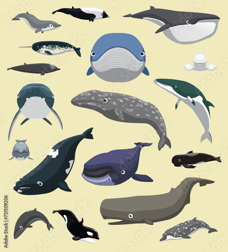 Whale Baleen and Tooth Set Cute Cartoon Vector