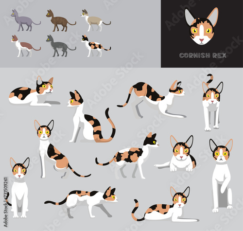 Cat Calico Cornish Rex Cartoon Vector Illustration Color Variation Set