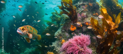 Marine creatures at California's Pacific Ocean reef.