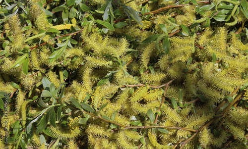Blooming buds and leaves of willow or willow, illuminated by the sun