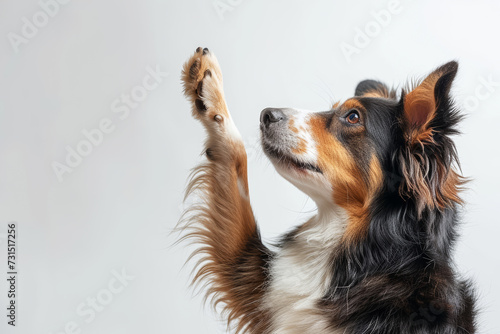 Dog Giving High Paw.
A tricolour dog raises its paw in a high five gesture on a light background.
