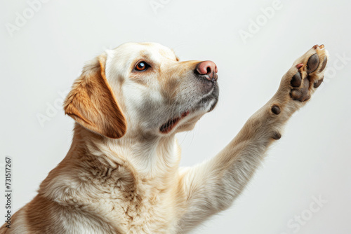 Labrador Dog Raising Paw. A golden Labrador dog raises its paw politely against a neutral background.