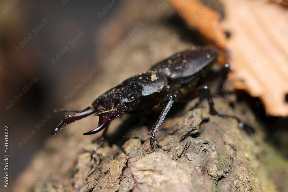 土に汚れたオスのコクワガタ成虫（自然光＋ストロボ、マクロ接写撮影）