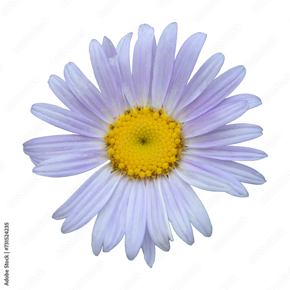 Purple daisy with purple background. Purple daisy. Purple daisy with purple background. Purple daisy.
