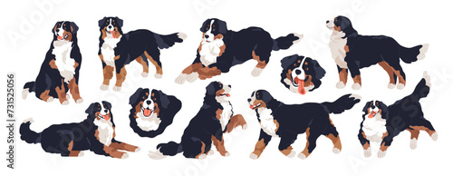 Bernese mountain dog set. Cute doggy of Swiss breed. Purebred canine animal with fuzzy coat, sitting, walking, running, lying, standing poses. Flat vector illustrations isolated on white background