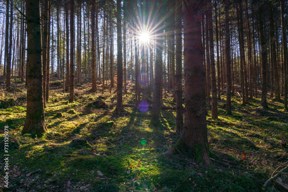 Obraz premium A view to the Bavarian forest into the pure sun light with surrounding sun beams