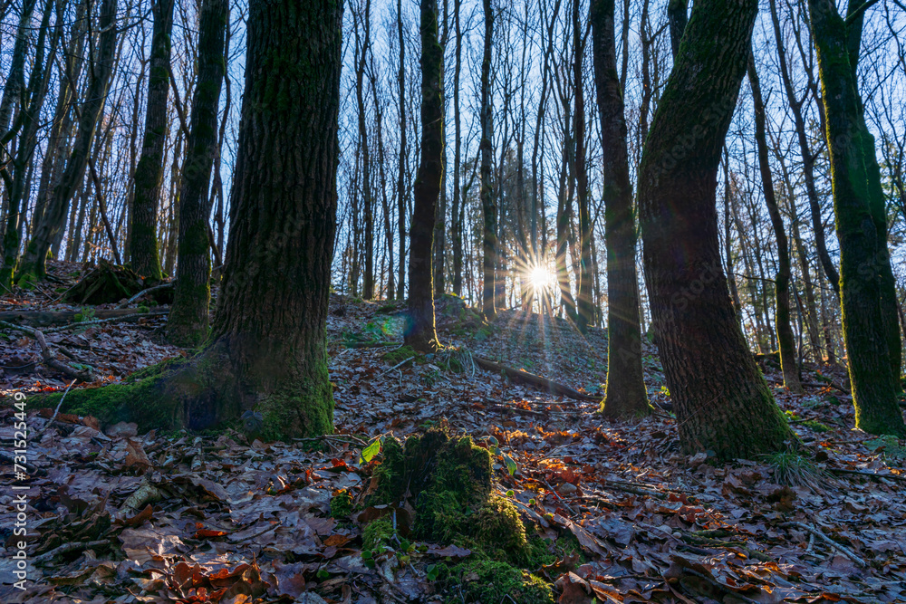 Obraz premium A view to the Bavarian forest into the pure sun light with surrounding sun beams