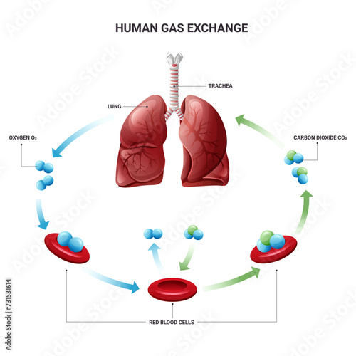 Gas exchange in humans with erythrocytes diagram