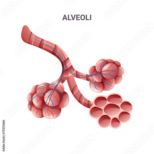 Human alveoli structure with capillaries and bronchioles