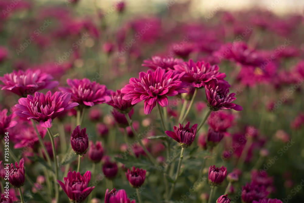 Fototapeta premium Beautiful pink chrysanthemum in the garden
