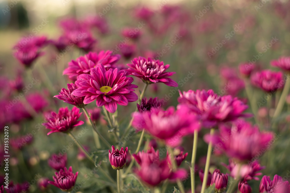 Fototapeta premium Beautiful pink chrysanthemum in the garden