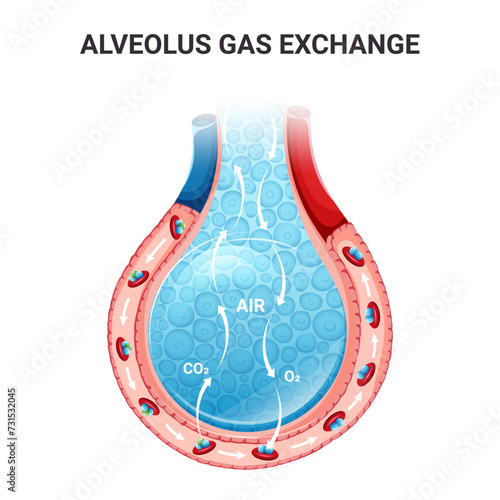 Gas exchange in alveolus with erythrocytes in breathing