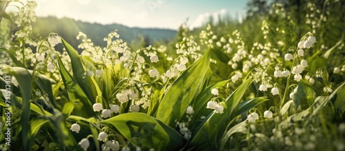Lily of the valley in the forest. Spring landscape with lilies of the valley.