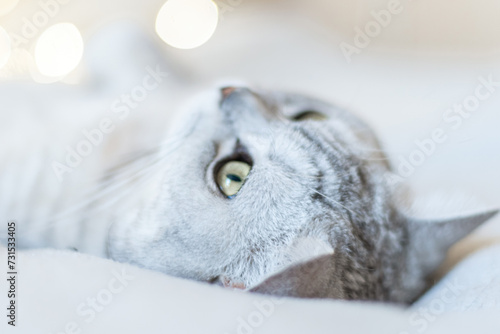 Scottish straight cat lies on his back bokeh from lights in the background. Cat upside down. Close up white cat face. Favorite pets, cat food.
