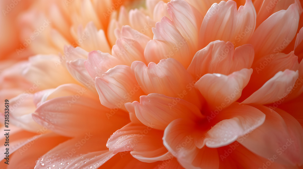 Peach Colored Dahlia Petals with Water Droplets Closeup