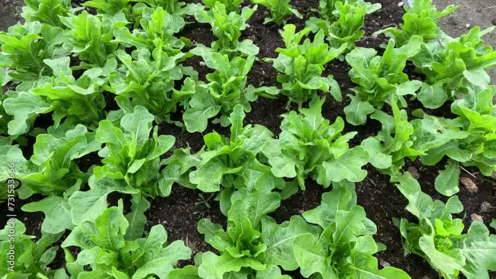 Lettuce Growth Time-Lapse Lettuce Growth Time-Lapse