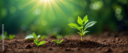 A beautiful green little plant coming out of the earthen soil with a beautiful blurred green background with sunbeams with space for inscriptions or logos. Green planet concept.