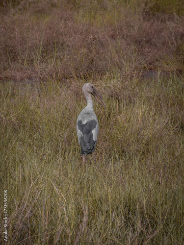 Obraz na płótnie stork bird in search of food