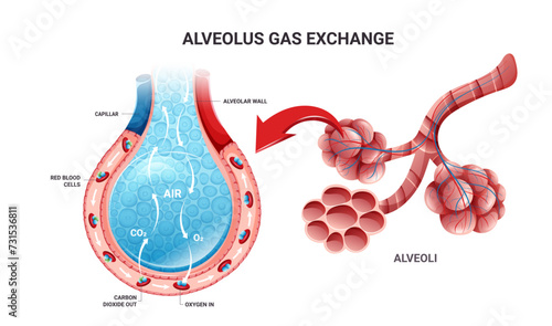 Oxygen and carbon dioxide exchange in lungs and alveolus