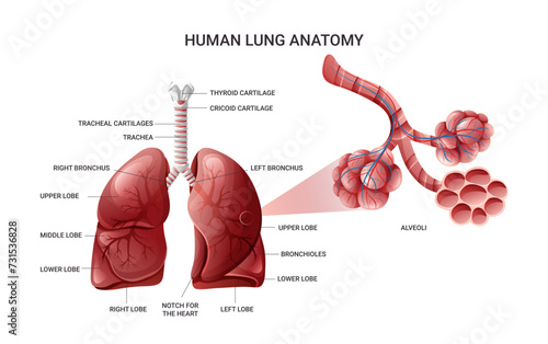 Lungs anatomy, alveoli structure and gas exchange infographic