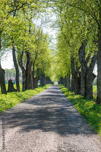 Gravel road with green lush trees