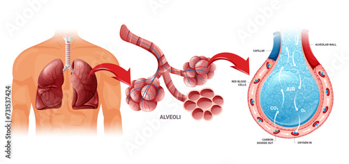 Human lungs, alveoli structure and gas exchange scheme