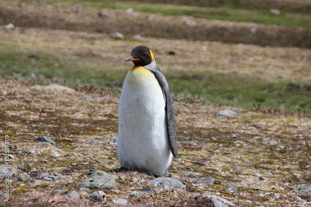 Fototapeta premium King Penguin (Aptenodytes patagonicus), Fortuna Bay, South Georgia.