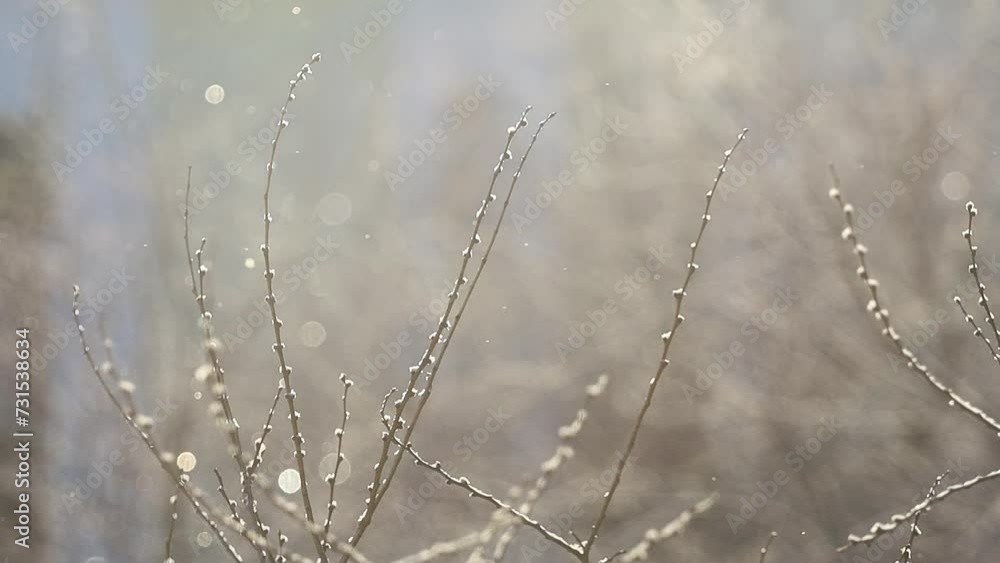 Snowing. Tree branches are shot close-up. Snowflakes fall beautifully, glistening in the sunlight. Slow Motion 4x. Snowing. Tree branches are shot close-up. Snowflakes fall beautifully, glistening in the sunlight. Slow Motion 4x.