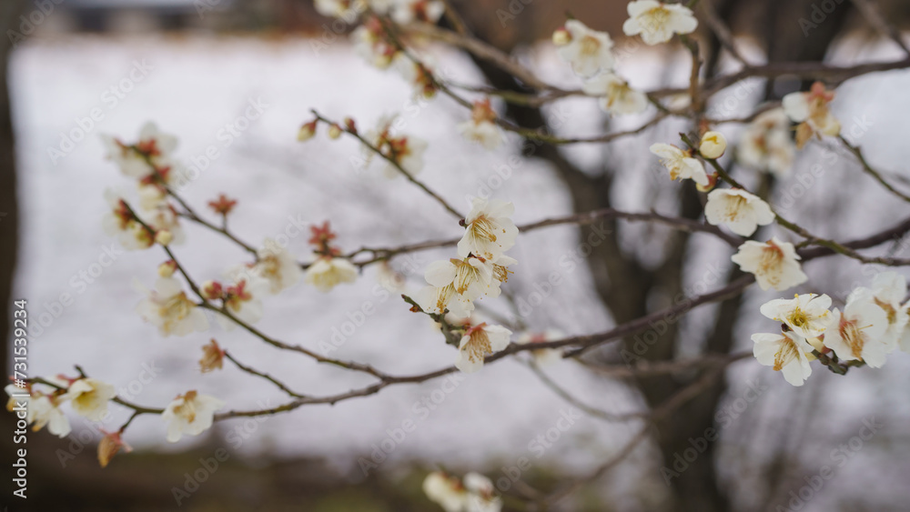 日本の雪景色と梅の花 日本の雪景色と梅の花