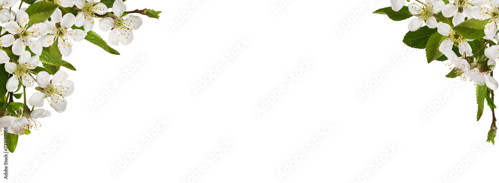 Spring floral corners arrangements with small green leaves and flowers of cherry isolated on white or transparent background. Spring header. - obrazy, fototapety, plakaty 