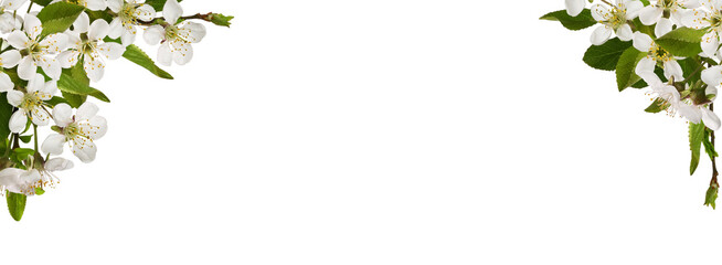 Spring floral corners arrangements with small green leaves and flowers of cherry isolated on white or transparent background. Spring header.