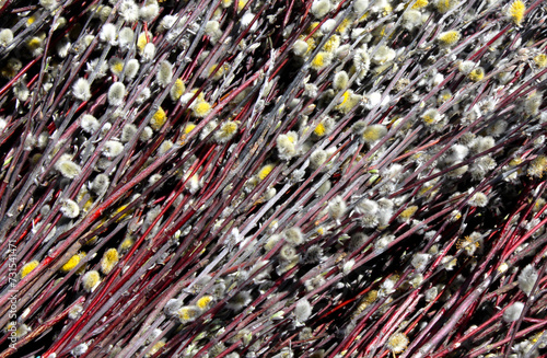 On a black background there is a bunch of blossoming willow buds. Red and silver twigs with shaggy little yellow and silver lumps, close up of a pile of metal wire