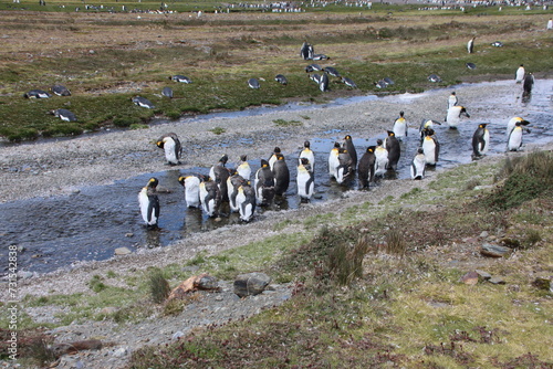 King Penguins  Aptenodytes patagonicus   Fortuna Bay  South Georgia.