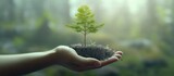 Human hands holding a green seedling growing from soil. Ecology concept